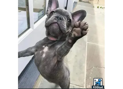 a french bulldog dog standing on its hind legs